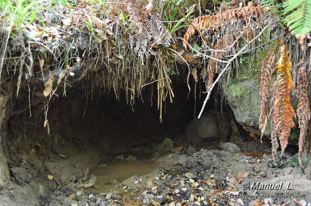 Canuto del Montero