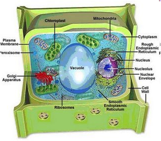 web blog BIOLOGI SEL 