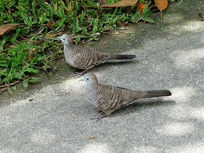 Zebra dove, Geopelia striata