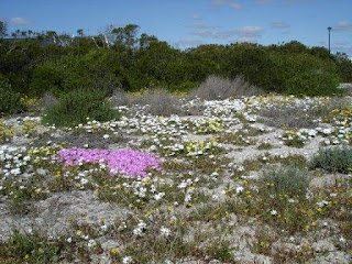 West-Coast-Flowers-South-Africa