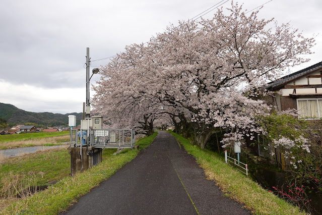 鳥取県西伯郡南部町倭 法勝寺川沿いの堤防道路