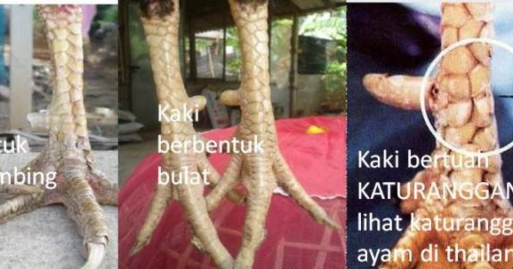 Bentuk dan ciri kaki ayam  bangkok yang bagus Ayam  