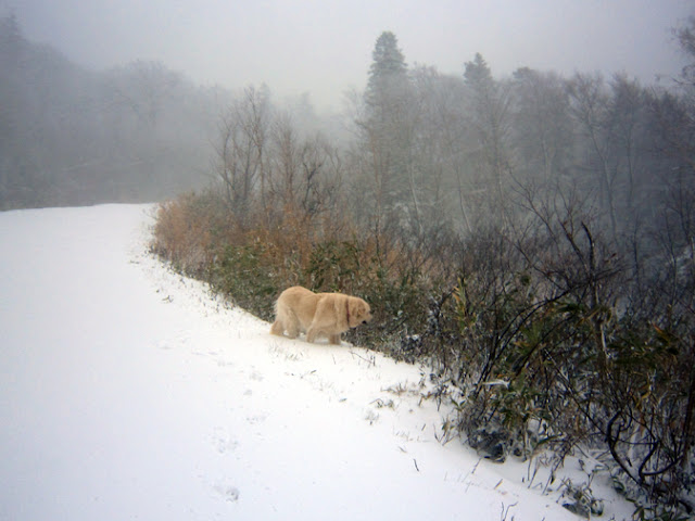 雪山を散策する犬