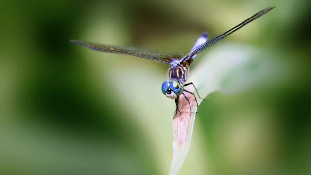 Dragonflies