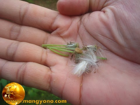 FOTO : Biji sintrong menempel di setiap rambut bunga yang berwarna putih seperti kapas atau bulu halus 