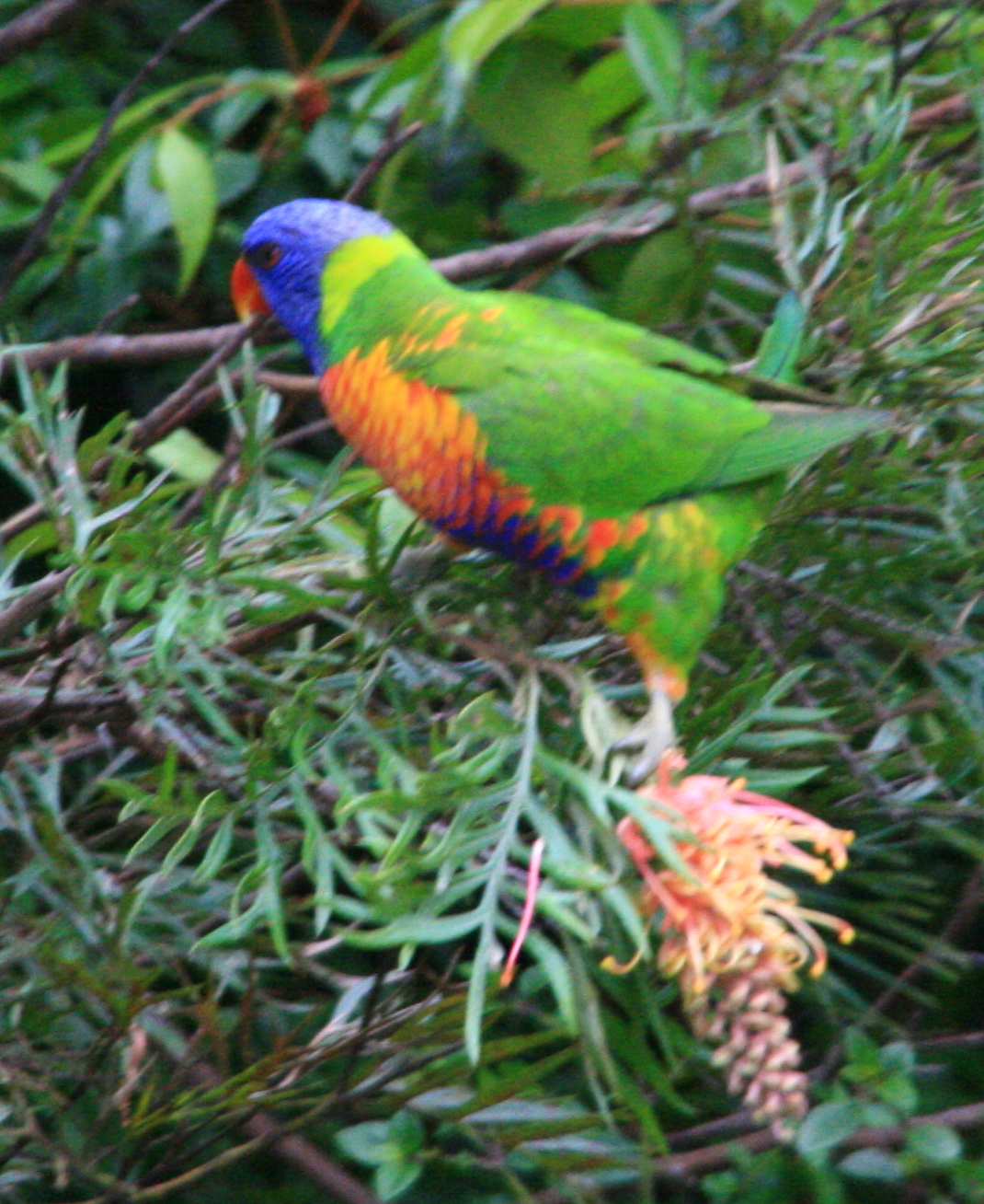 House &amp; Garden Plus: BIRD BOOKS Rainbow Lorikeets &amp; Gum Trees