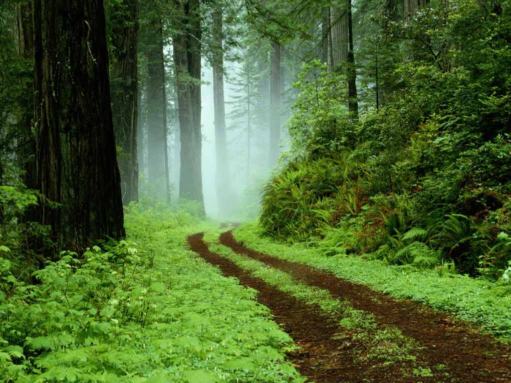 Nature Wallpapers HD: Forest Wallpapers HD