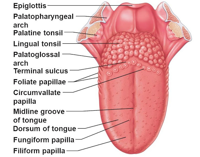  Enlarged Circumvallate Papillae Pictures, Causes, Treatment, Cancer 