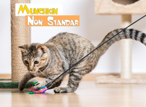 Munchkin Non Standar