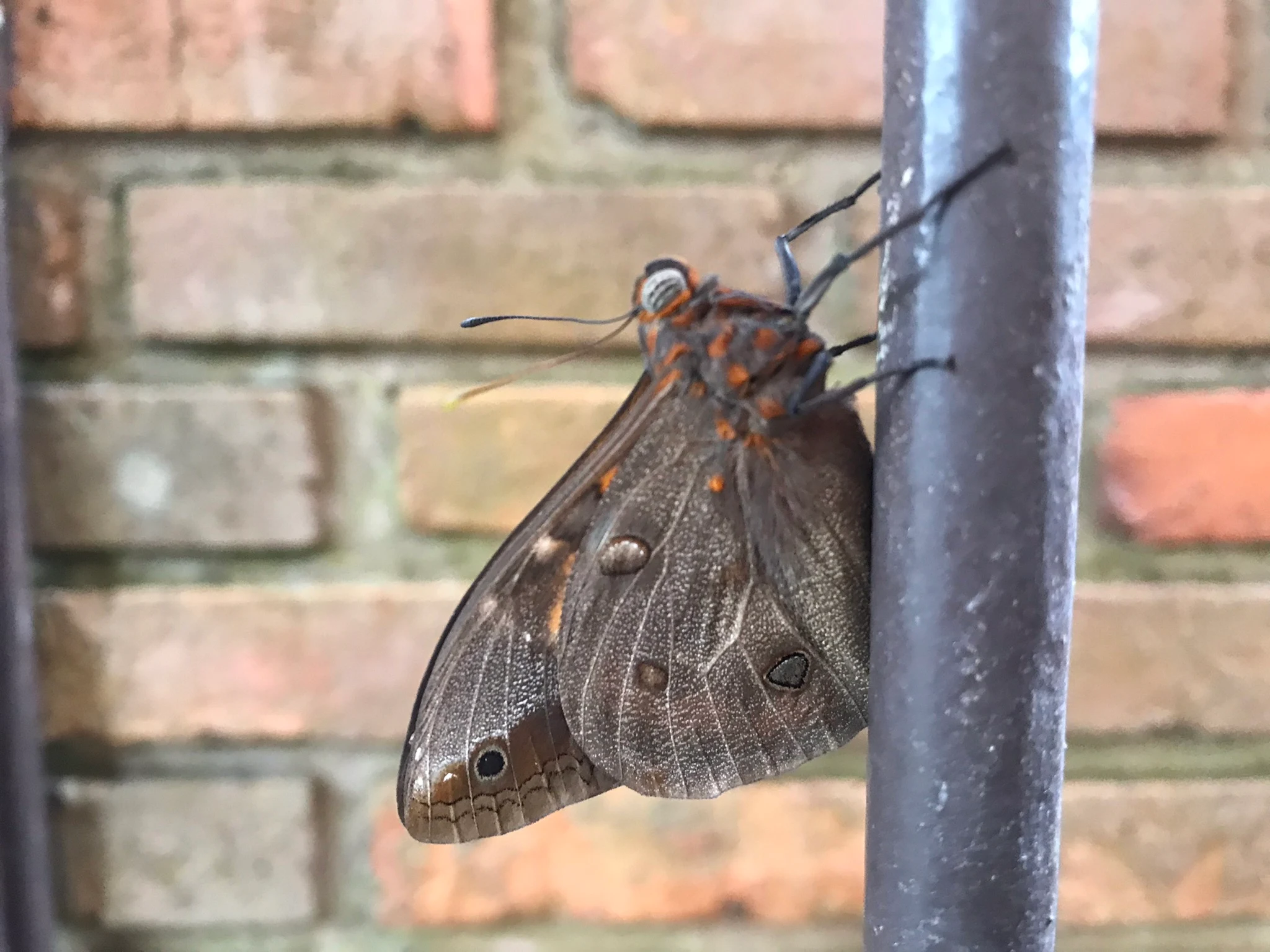 Borboleta das palmeiras