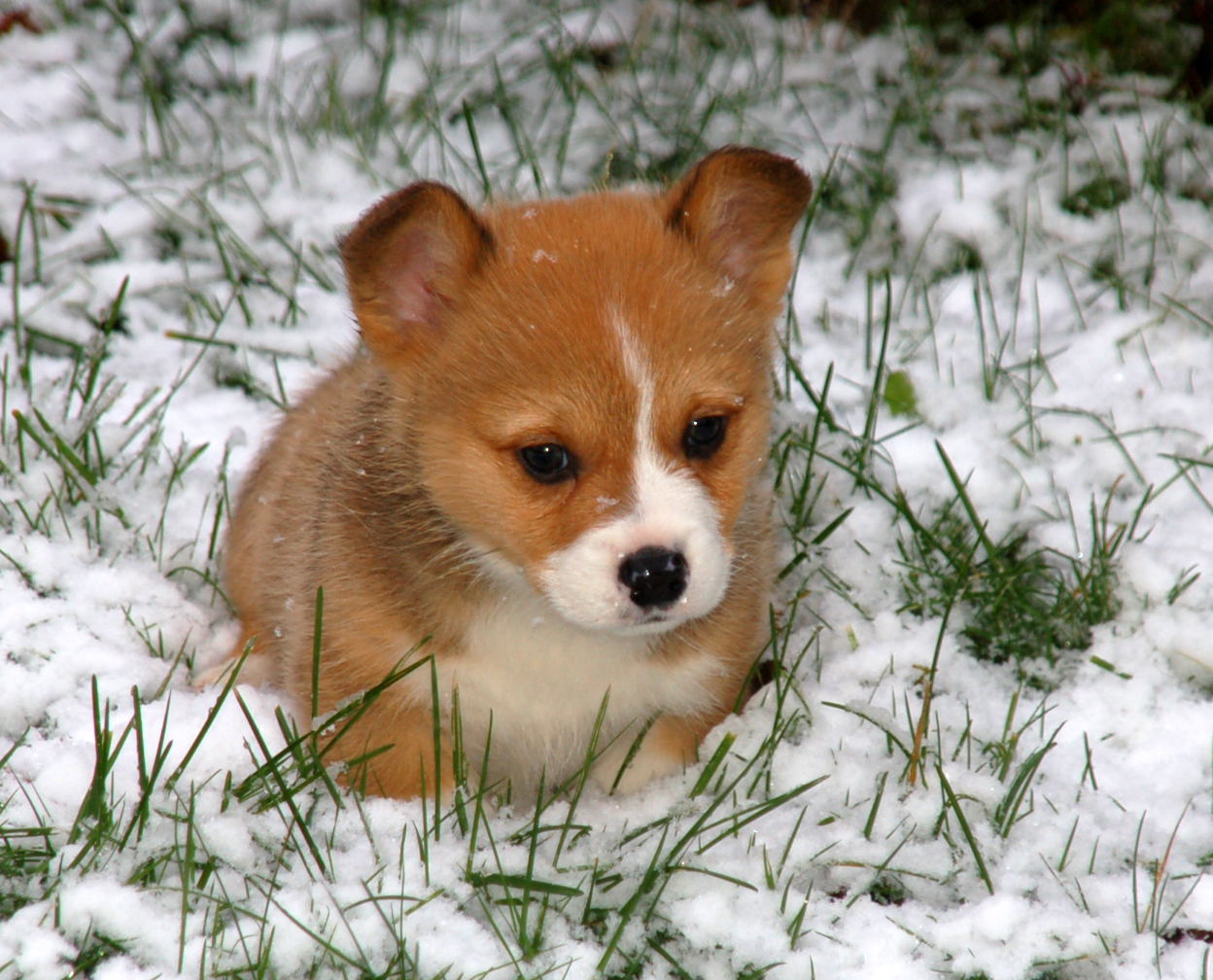 Cute Corgi Puppies Images - Pictures Of Animals 2016