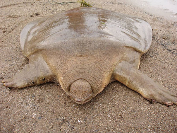 Cantor’s Giant Soft Shelled Turtle