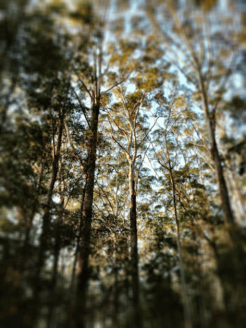 Forest at Yandina