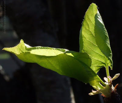 new life - green leaves with the sun shining through and over them - Spring leaves photo