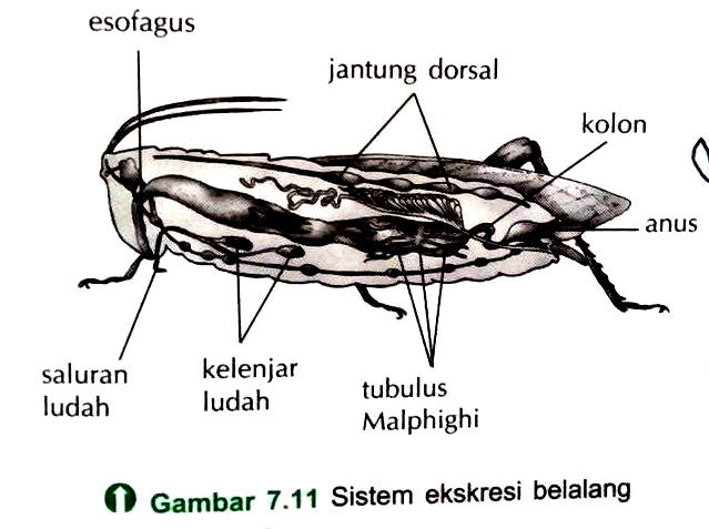  Sistem  Ekskresi  pada Hewan  Invertebrata dan Vertebrata 