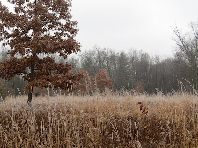 Lew Campbell tallgrass prairie