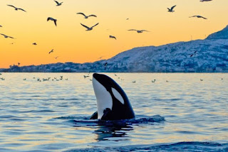 Orca , Animale di Potere e Totem