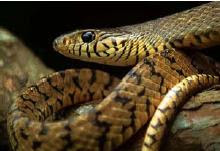 reptilia snake - Ular Bandotan Tutul