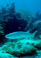 The great barracuda (Sphyraena barracuda)