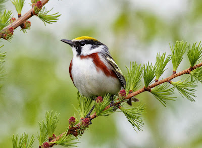 beautiful-sparrow-birds-wallpapers