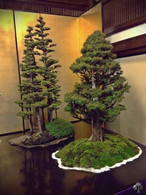 60 My Favorite Beautiful list of Trees for Bonsai [pics]