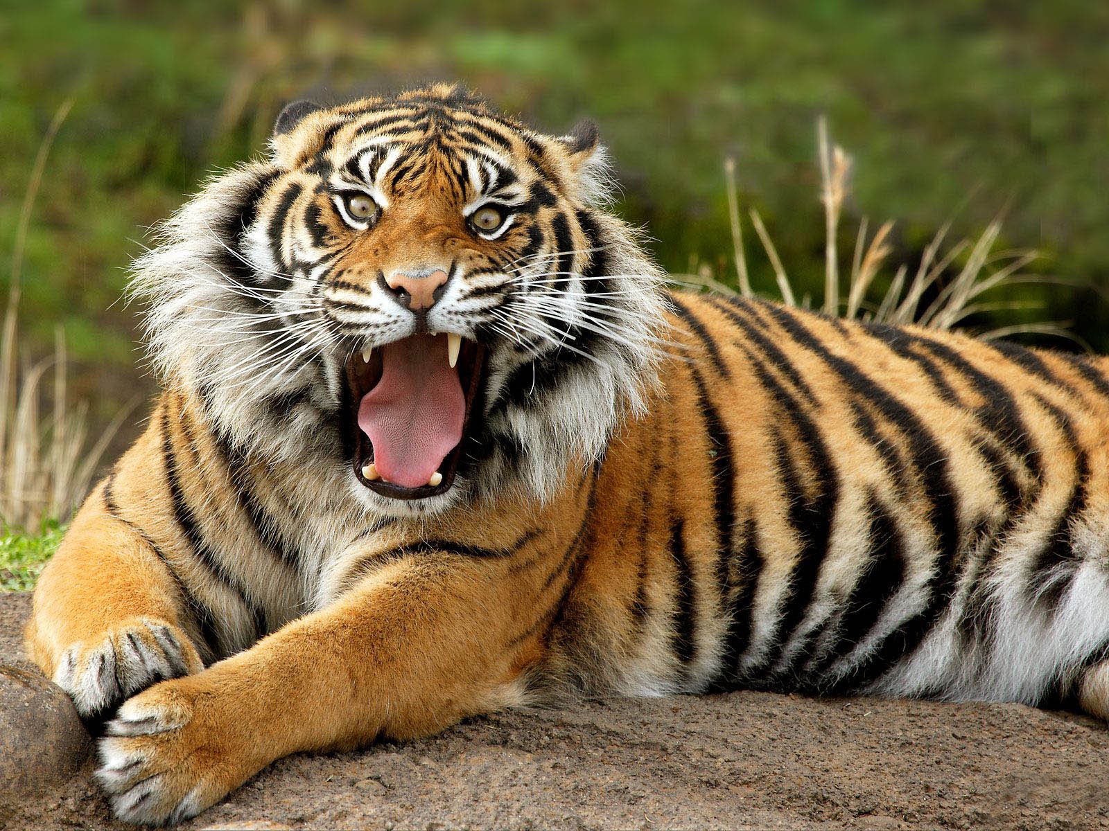 Discover the amazing beauty of Nature & Wild life: Tiger