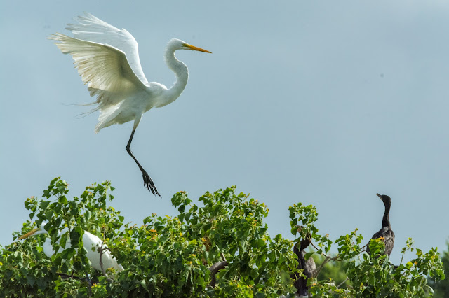 Great Egrets and Cormorants, Smith Oaks Sanctuary