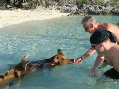 Unusual Tourists Invade Bahamas Seen On www.coolpicturegallery.us