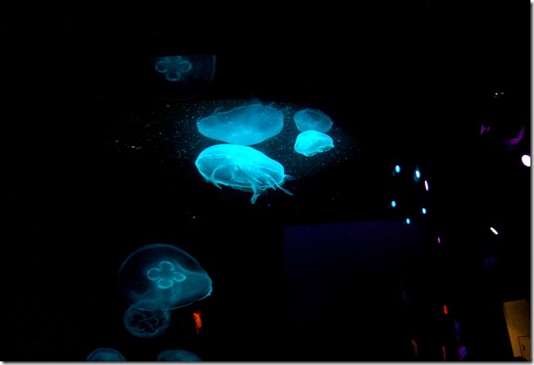 jellyfish-2