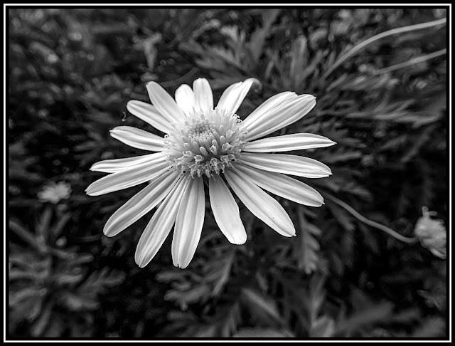 Flor abierta en blanco y negro.