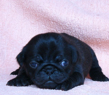 Cute Images Pug Puppies