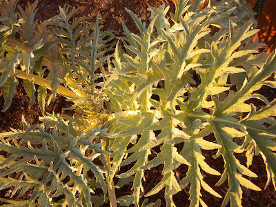 photo of artichoke plant in Rockaway Beach Oregon