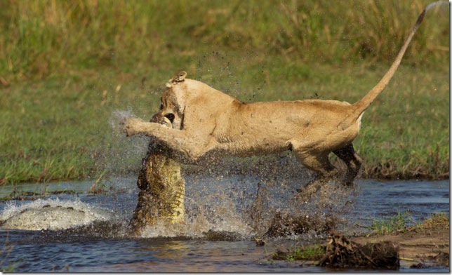 lion-attacks-crocodile