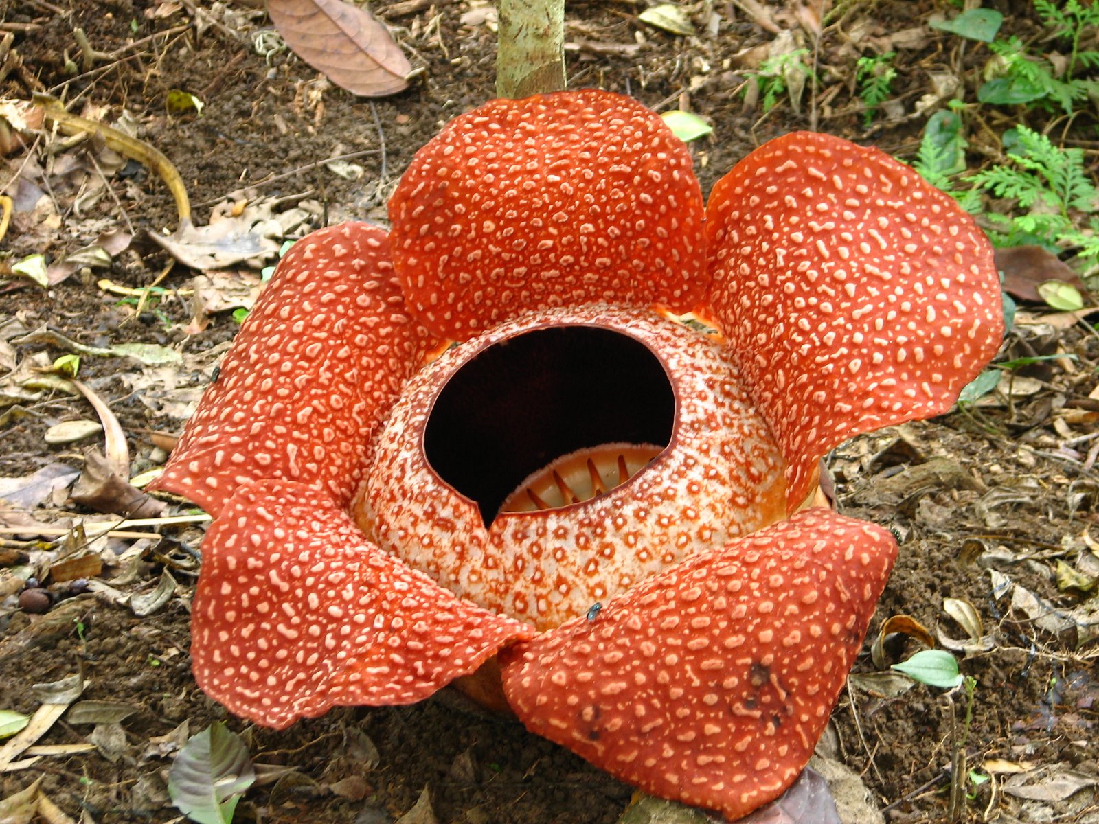 FLORA AND FAUNA INDONESIA Rafflesia Arnoldii 