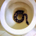 Penis & Snake - Man's Penis Bitten By A Snake As He Sits On A Public Toilet In Ghana