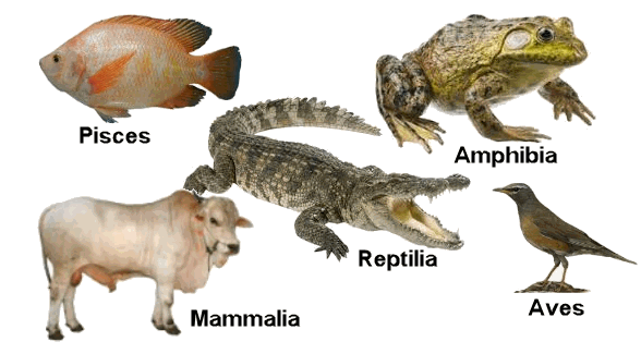 Kelompok Hewan  Invertebrata  dan  Vertebrata  Mikirbae com