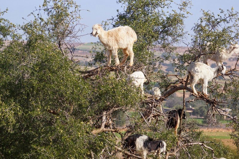 goats-argan-trees-2