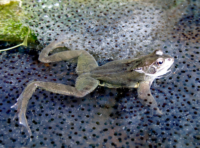 43+ Populer Contoh Hewan Vertebrata Dan Penjelasan