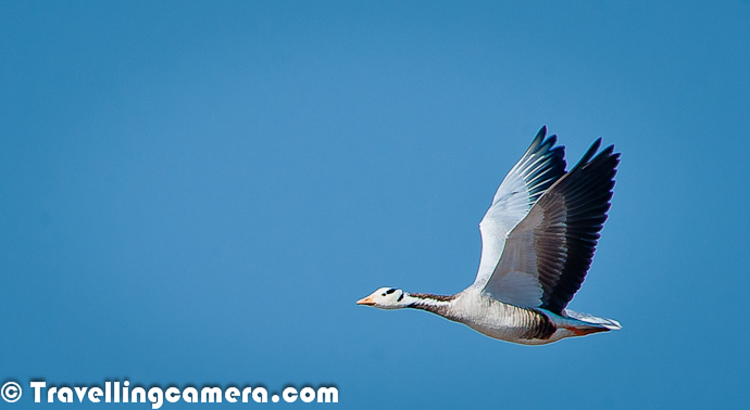 Here is a photograph of Bar Headed Goose found flying around Pong Dam Lake, which is one of the favorite wetland among migratory birds. This is not something very rare in winters, as Bar Headed Goose comes to this wetland every year in flocks of thousands. Bar Headed Goose is dominant migratory bird in Pong Dam Lake in Kangra. These birds are mainly found around green fields and can be harmful for local crops at timesFor more Photoraphs and details about Bar Headed Goose, check out http://phototravelings.blogspot.in/2012/02/bar-headed-goose-dominant-bird-species.html