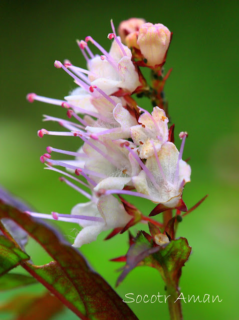 Keiskea japonica