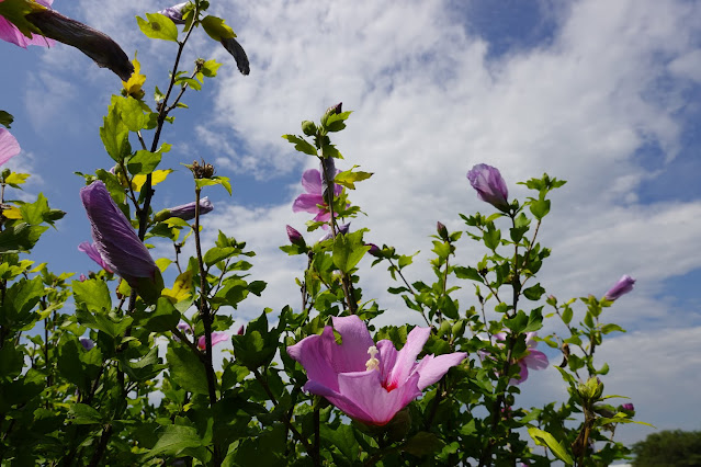 鳥取県米子市両三柳　弓ヶ浜公園　槿（ムクゲ）