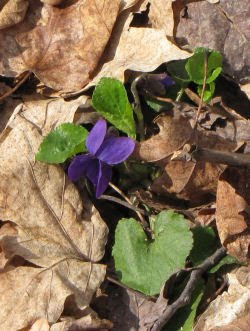 common violet