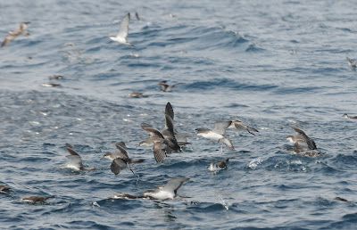 Buller's Shearwaters (Puffinus bulleri)