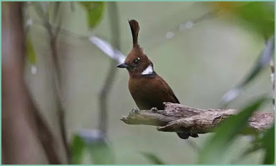 Perbedaan burung cililin coklat dan hitam