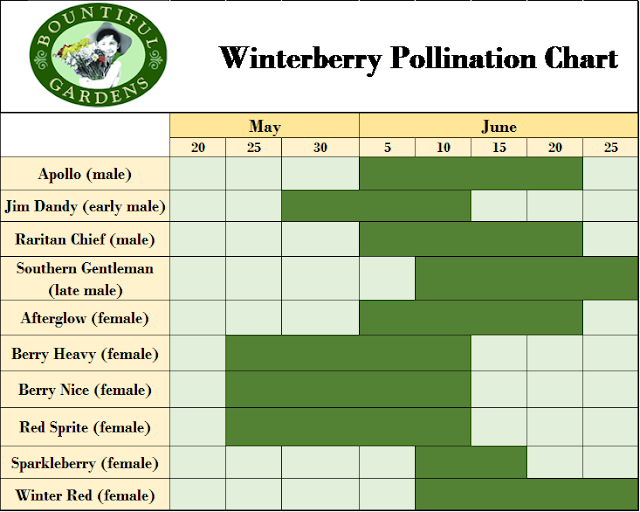 deciduous winterberry pollination chart