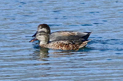 "Gadwall - Mareca strepera, a pair winter visitor to Mount Abu gracing the Duck Pond enroute to Achalgrh."