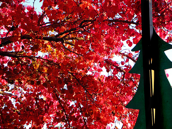 Leafy branch of red with silhouette of Christmas tree on lamppost