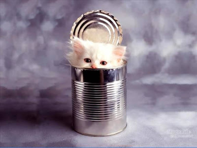 anak kucing dalam tin