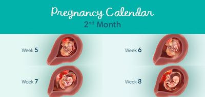 2nd Month of Pregnancy