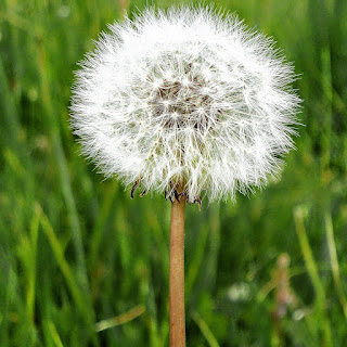 A color photograph of a dandelion flower.